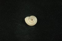 藏品(臺灣類扁蜷)的圖片